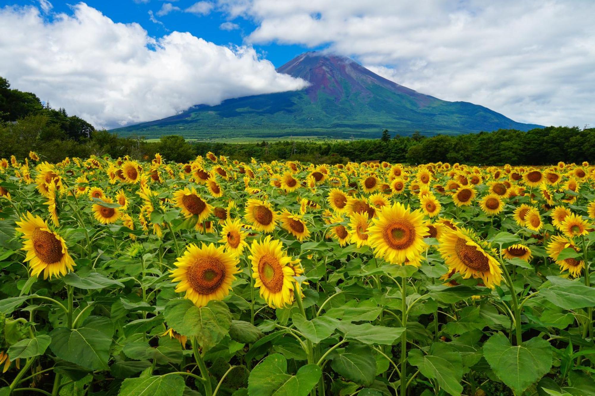 Fuji Yamanakako Hotel Eksteriør bilde